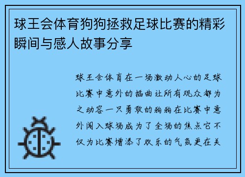球王会体育狗狗拯救足球比赛的精彩瞬间与感人故事分享